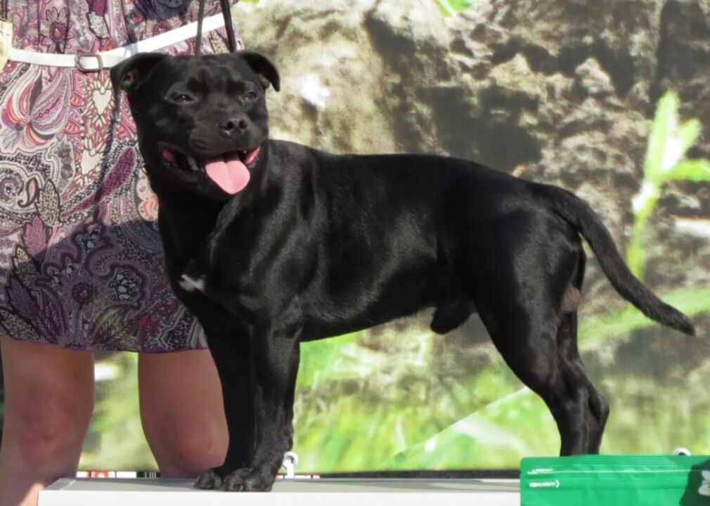 #81. Staffordshire Bull Terrier